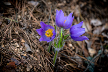 Pulsatilla patens or Eastern pasqueflower