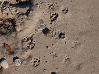 Empreinte de chien dans le sable