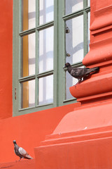 2 pigeons​ look at something. close up.
