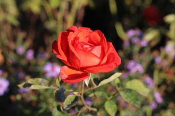 red rose on autumn background for background