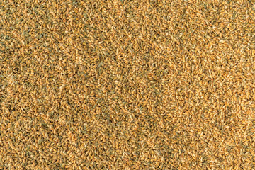 A good harvest of rice