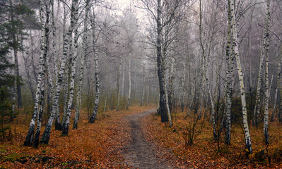 Fototapeta premium Forest. Autumn fogs. Autumn colors.