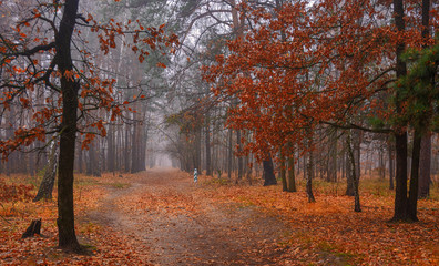 Forest. Autumn fogs. Autumn colors.