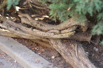 the roots of TUI