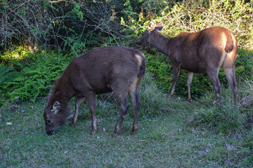 sri lanka horton plains sambar deer