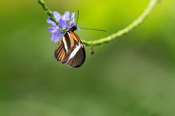 Nice photo of a black and orange butterfly next to a flower
