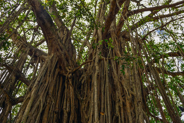 Sri lanka tangalle fig tree