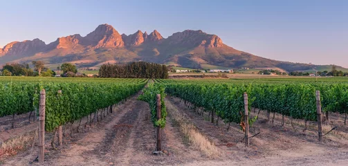 Foto op Canvas Zonsondergang over wijngaarden © Rafael