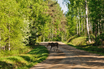 Elk, calf, moose, young, watchful, stand, calm, forest, road, alert, alarmed, cross, herbivorous, animal, single, wild, full, thicket, copse, trees, deciduous, spring, woods, lush, freshness, boreal, 