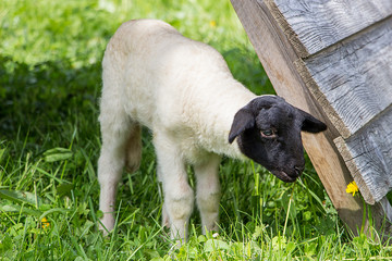 Lamm auf der grünen Wiese