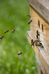 Bienen fliegen den Bienenstock an