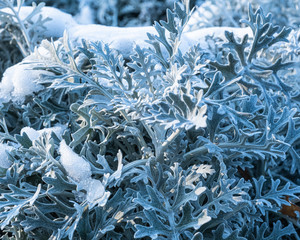 Amazing silver cineraria on a snow background.