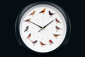 Front view of decorative wall clock with different birds painted on the dial isolated on black...