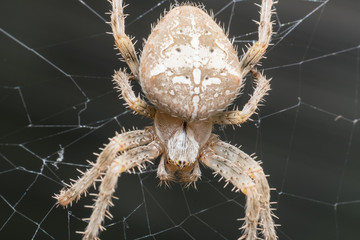 A large white spider in the home garden