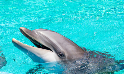 gorgeous bottle nosed dolphin
