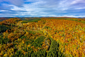 Fototapeta premium Herbst Wald