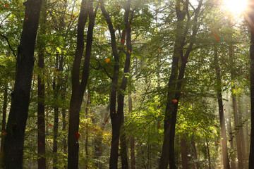 Falling leaves in October in a beech forest. There are also some raindrops coming down from an earlier rain shower.