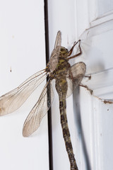A huge military dragonfly on the house window
