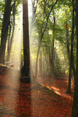 Obraz premium Falling leaves in autumn: raindrops from an earlier rain shower and leaves are coming down when some wind blows through the forest