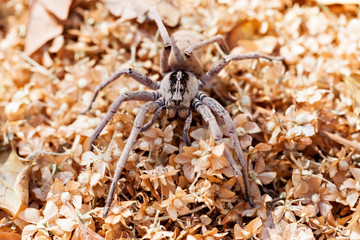 Baboon spider
