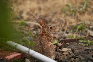 Bunny into the park in town, over te stone 