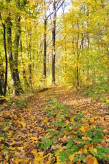 golden autumn in the forest