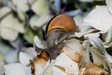 A brown snail with black on top of a yellow flower