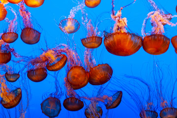 beautiful orange jellyfish