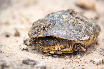 Close up of a tortoise that is hiding its head under the shell, Namibia, Africa
