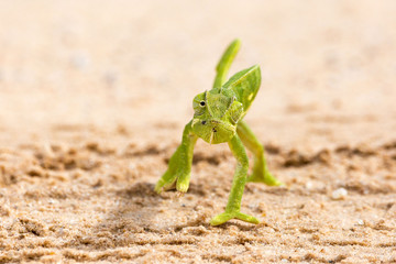 Close up of a green chameleon that turns its eyes while walking on a sandy ground, Namibia, Africa