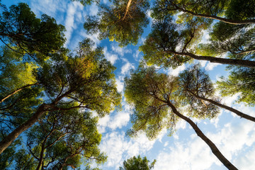 Pine tree in croatia under nice sky on hvar island
