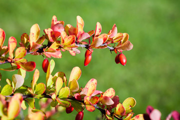 Fruits and leaves of Berberis