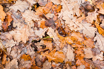 Natural autumn background photo
