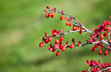 Obraz premium Fruits of Berberis, close up