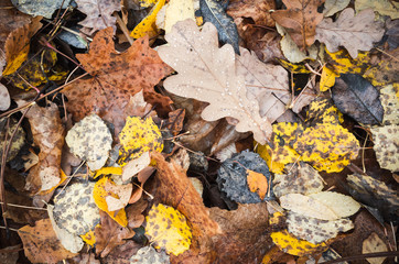 Natural autumn background