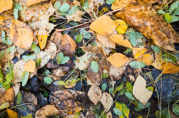 Natural autumn ground, leaves