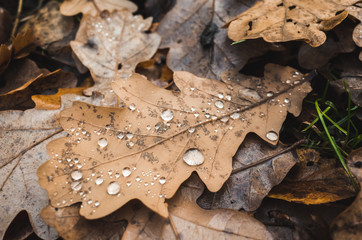 Dry autumn oak tree leaf