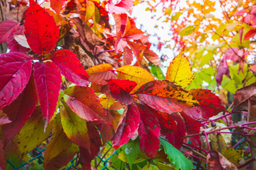 Autumn yellow and red leaves