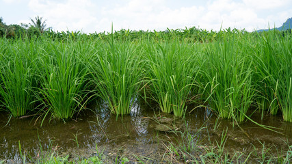 Green rice plants in the field before yielding