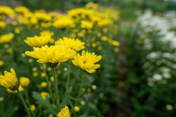 Yellow flowers chrysanthemum in the garden Grown for sale and for visiting.