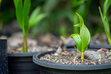 Small coconut trees are in the nursery before being planted in the soil.