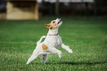 parson russell terrier ready to jump high to catch flying disk