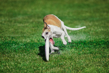 English Whippet running for rolling flying disk trying to catch it