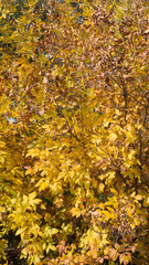 Colorful trees and leaves in autumn on a sunny day.