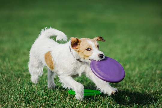 parson russell terrier catching flying disk
