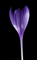 Fototapeta premium A beautiful macro photo of a purple flower
