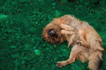 Fototapeta premium dog lying on the grass