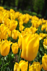 Obraz premium yellow tulips in the garden