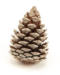 Pine Cone Isolated On White, close up of decoration for christmas