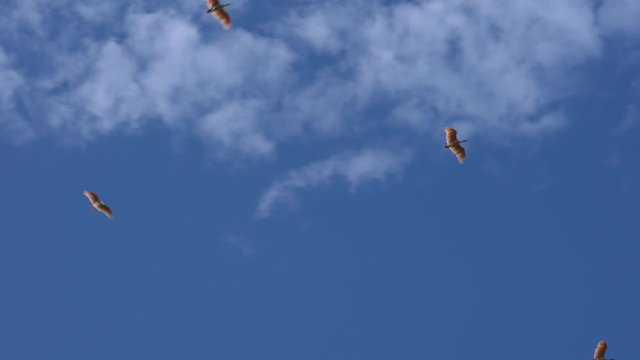 Nipponia nippon or Japanese Crested Ibis or Toki, once extinct animal from Japan, flying on blue sky in Sado island